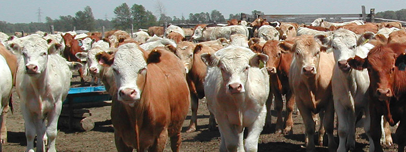 Livestock and Feed Supplies